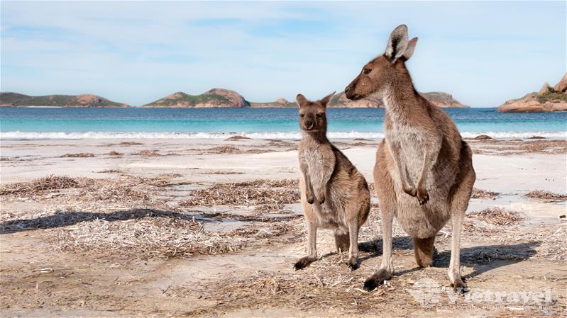 Adelaide – Đảo Kangaroo