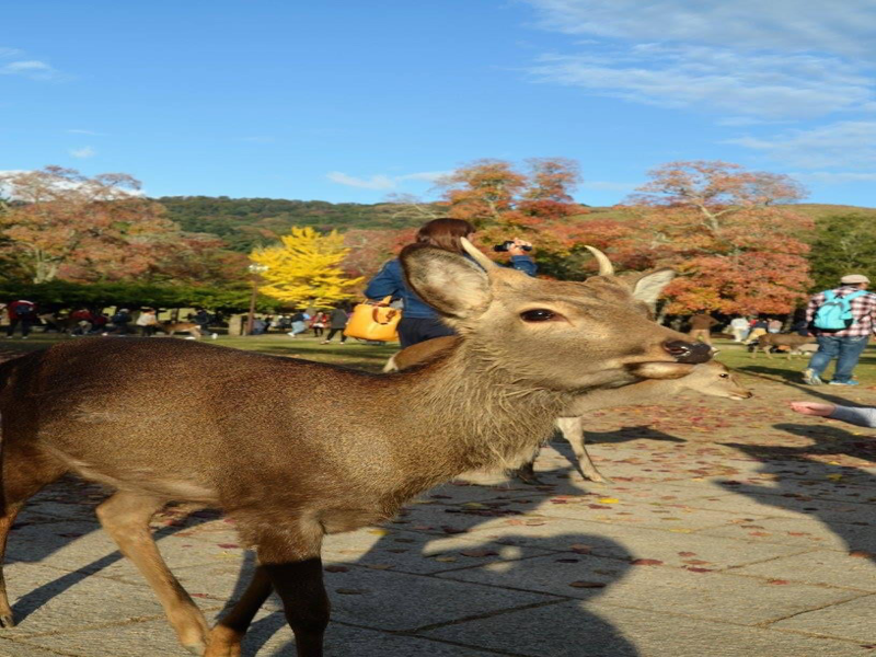 Osaka – Nara - Itami – Haneda