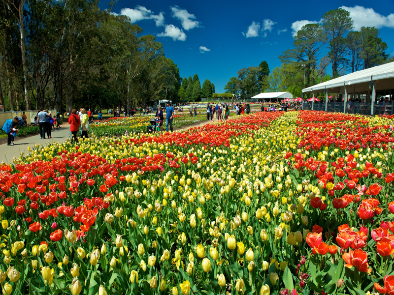 Sydney – Canberra (Lễ Hội Hoa) - Sydney		