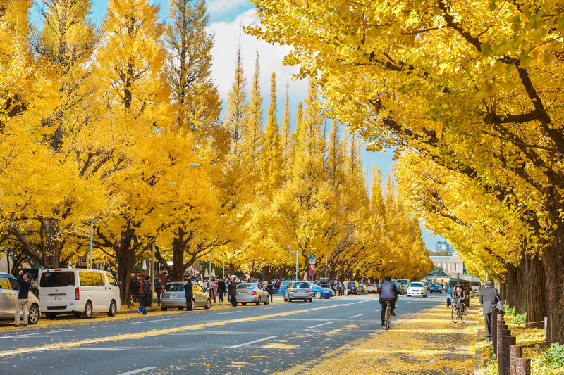 Tokyo – Núi Phú Sĩ 
